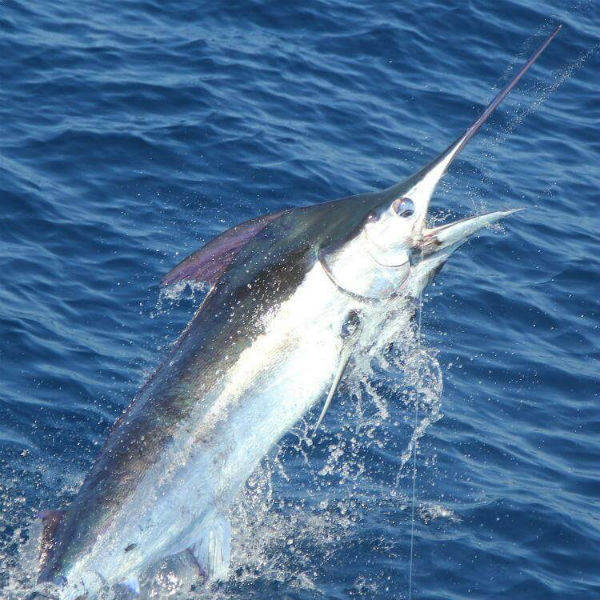 Costa Rica Fishing Packages